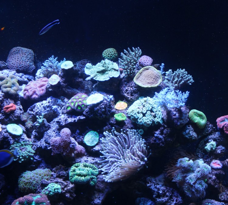 sea-life-aquarium-photo